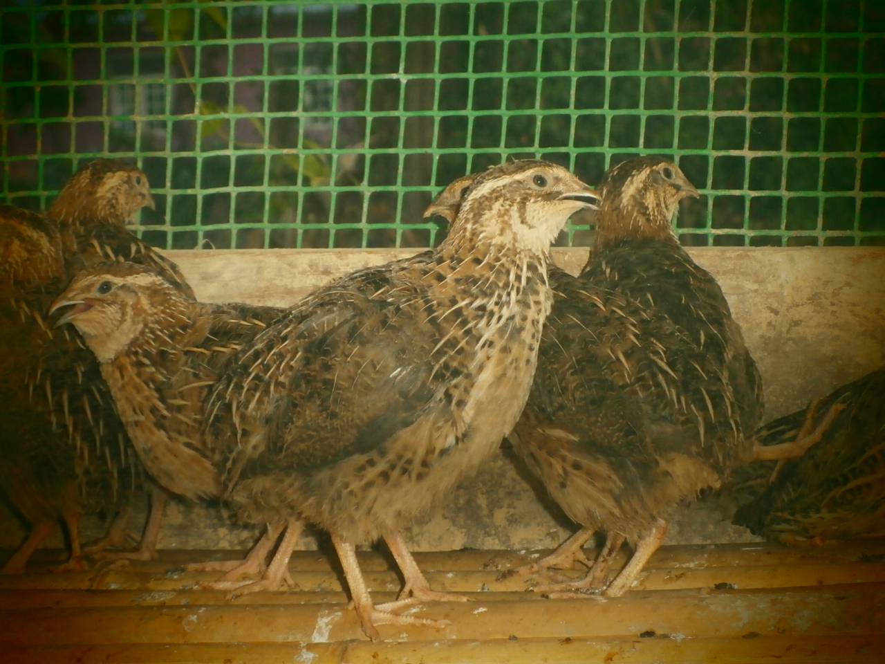 Cortnix Quails