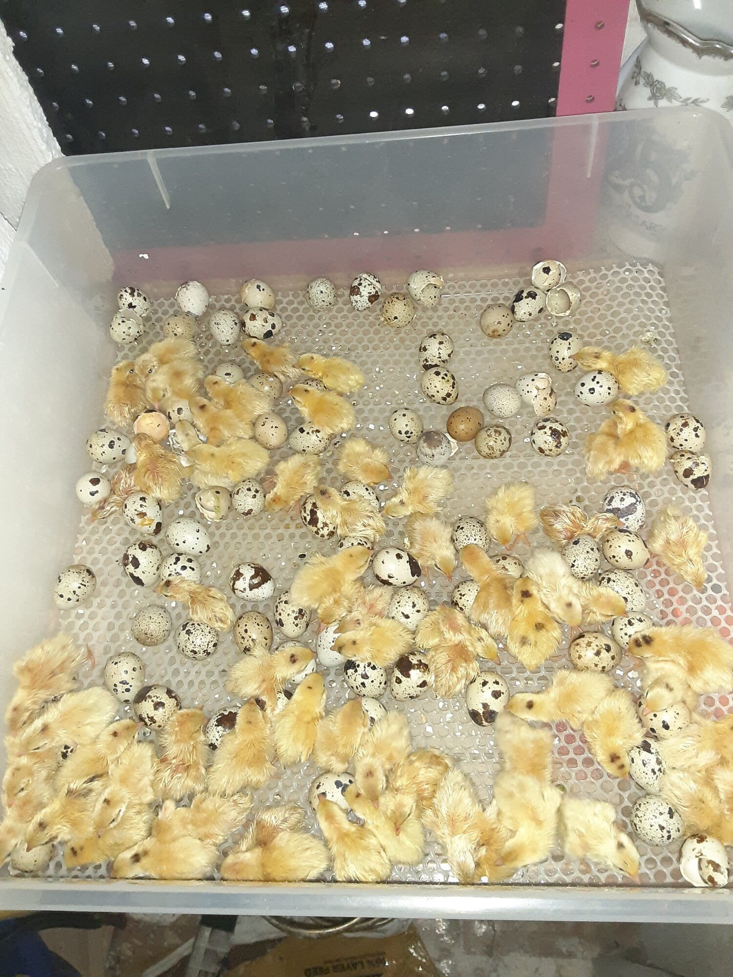 cortunix quail peepers