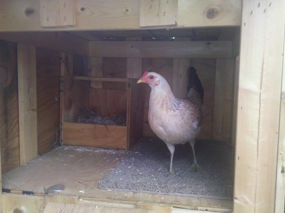 Cosmo in her coop