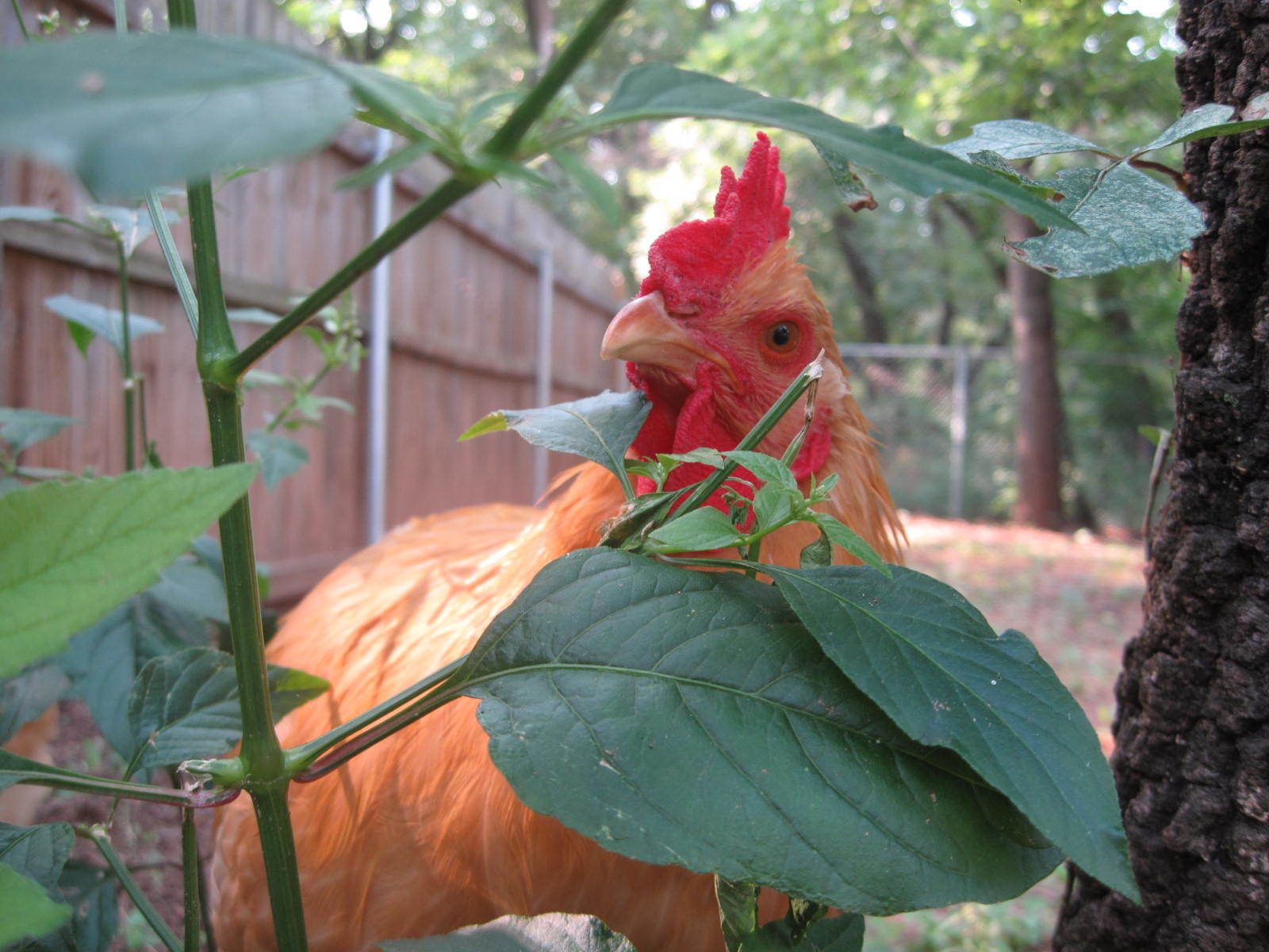 Cosmo playing peek-a-boo
