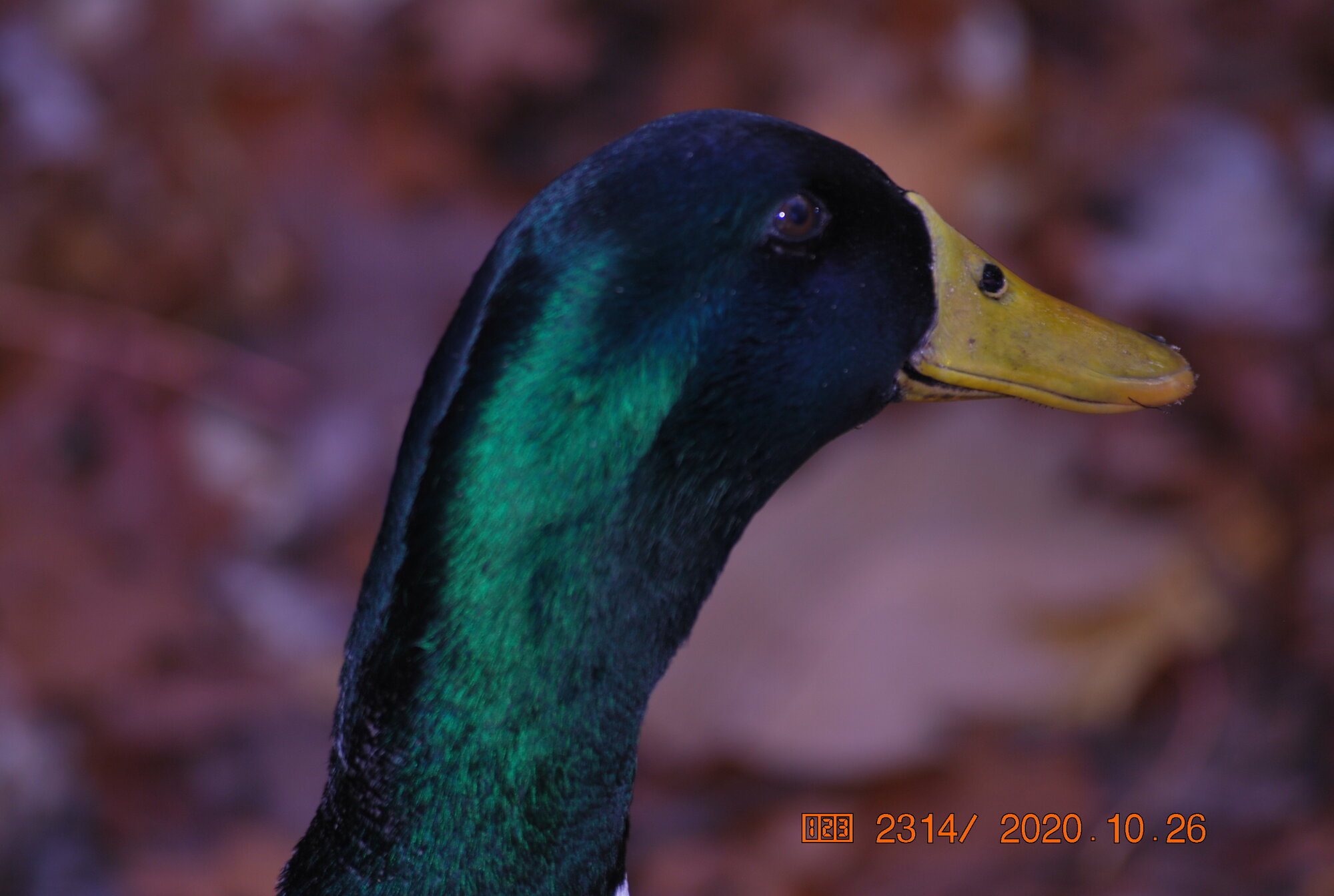 Cosmos BackYard Chickens Learn How to Raise Chickens