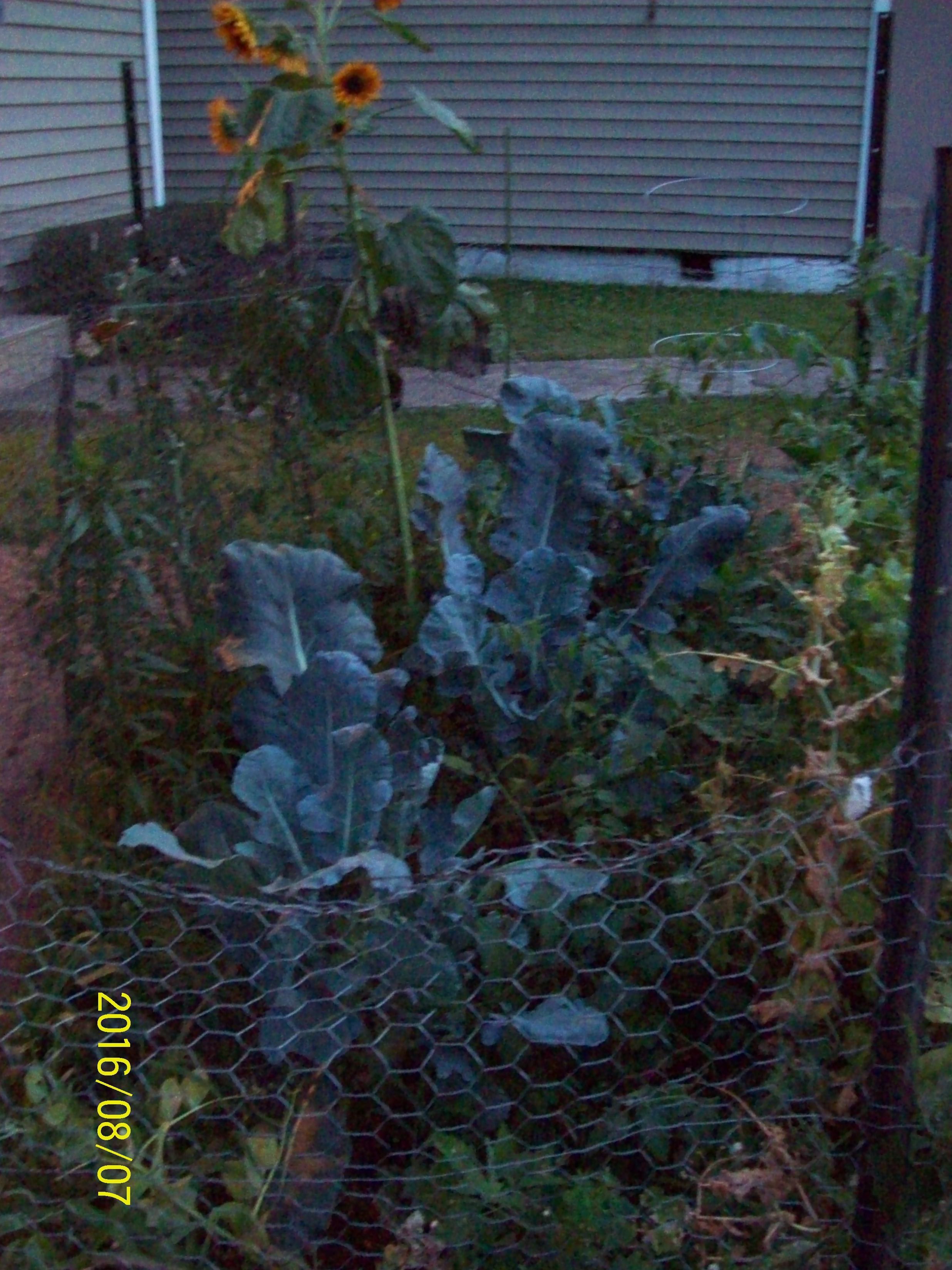 Cost $$-nothing...
Sunflowers, broccoli, tomatoes, peas, lettuces and lots of 'weeds'...all of the tomatoes are volunteers from the big garden. Did not 'pay' for any of these plants, seeds and plants from existing gardens and seeds collected from previous years.