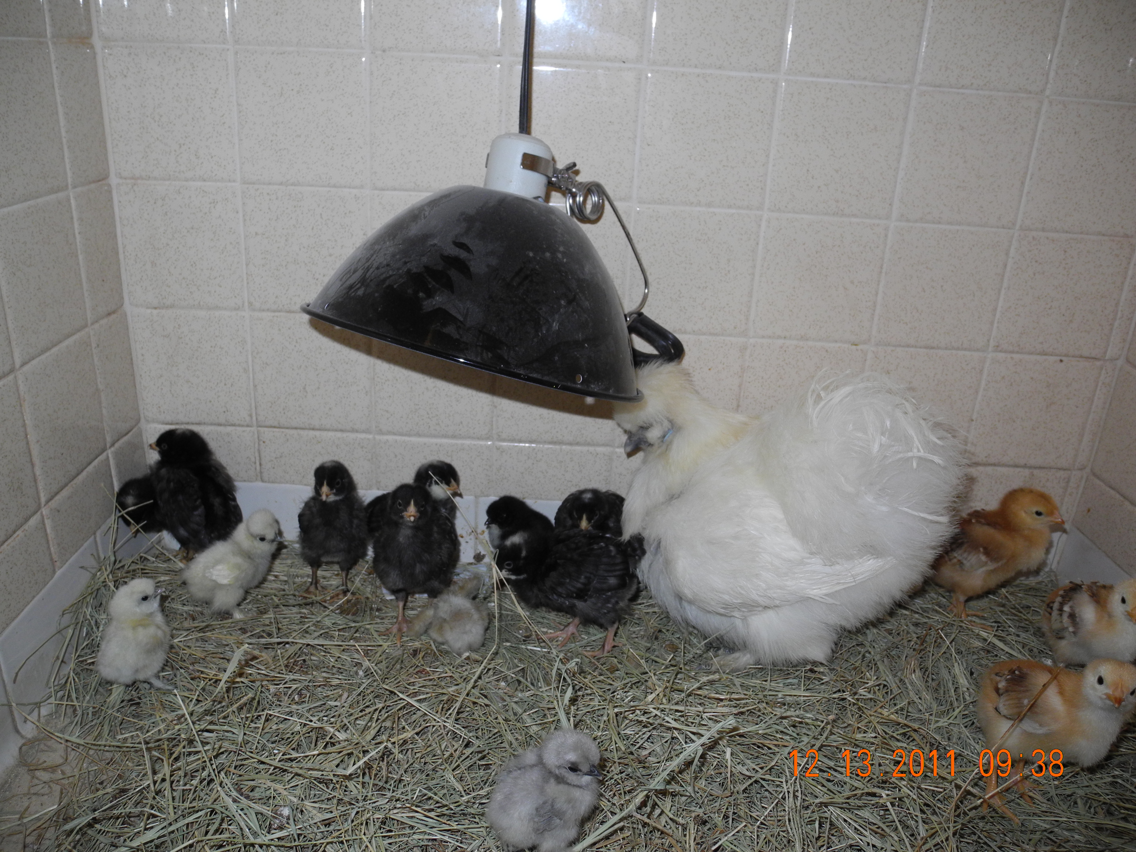Cotton my broody hen with barred rock, rhode island red, and silkie chicks.