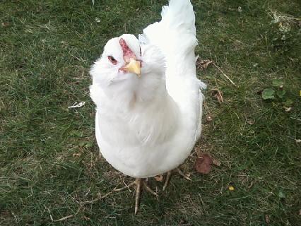 Cotton, my white Easter Egger @ around 30 weeks.