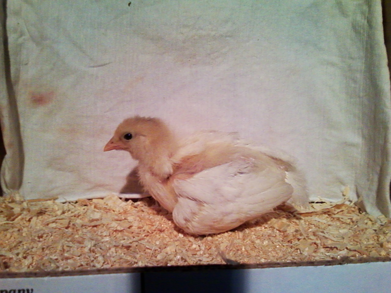 Cotton- She turned out to be a stunning, stark white EE.