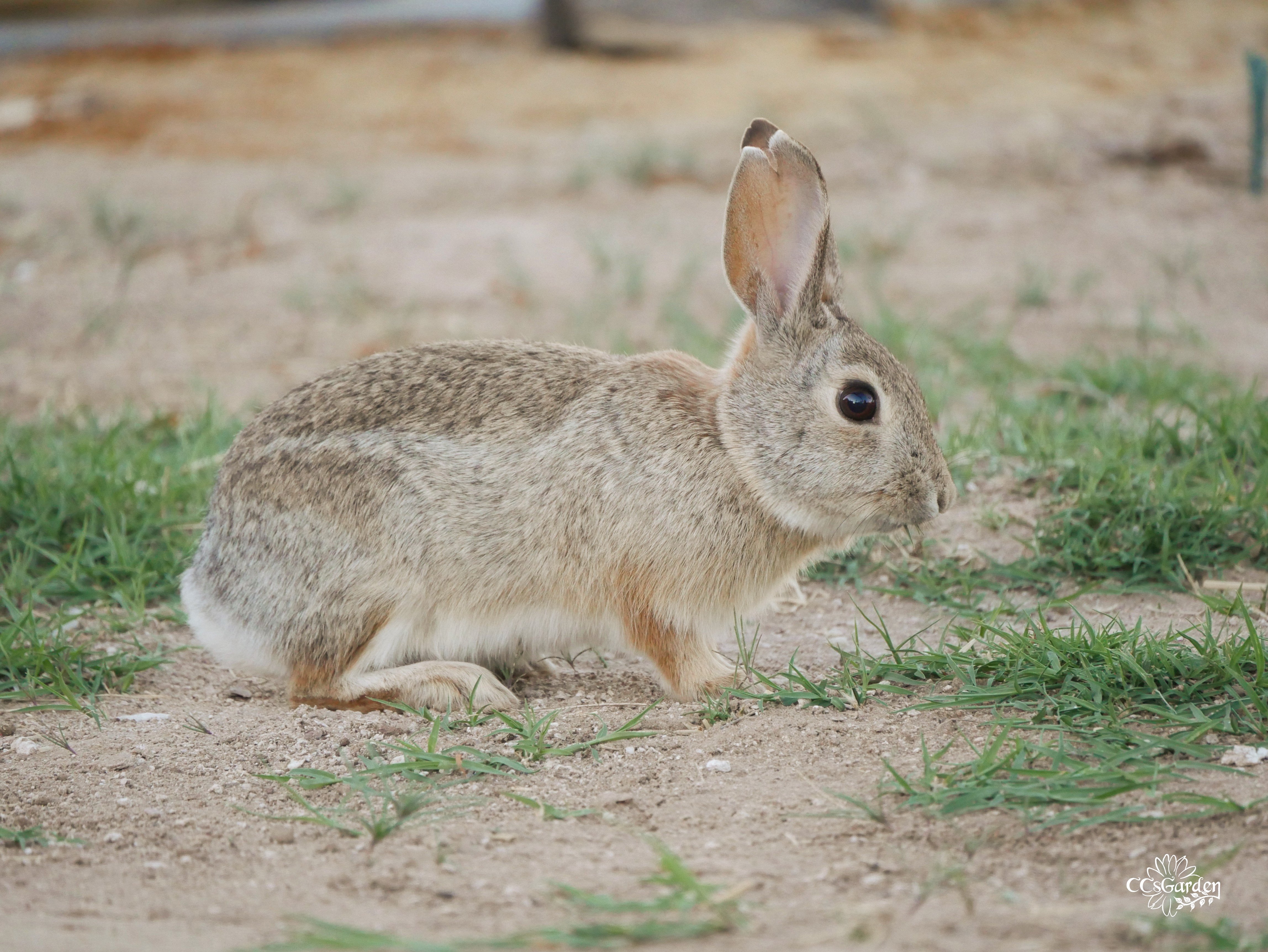 cotton tail bunny