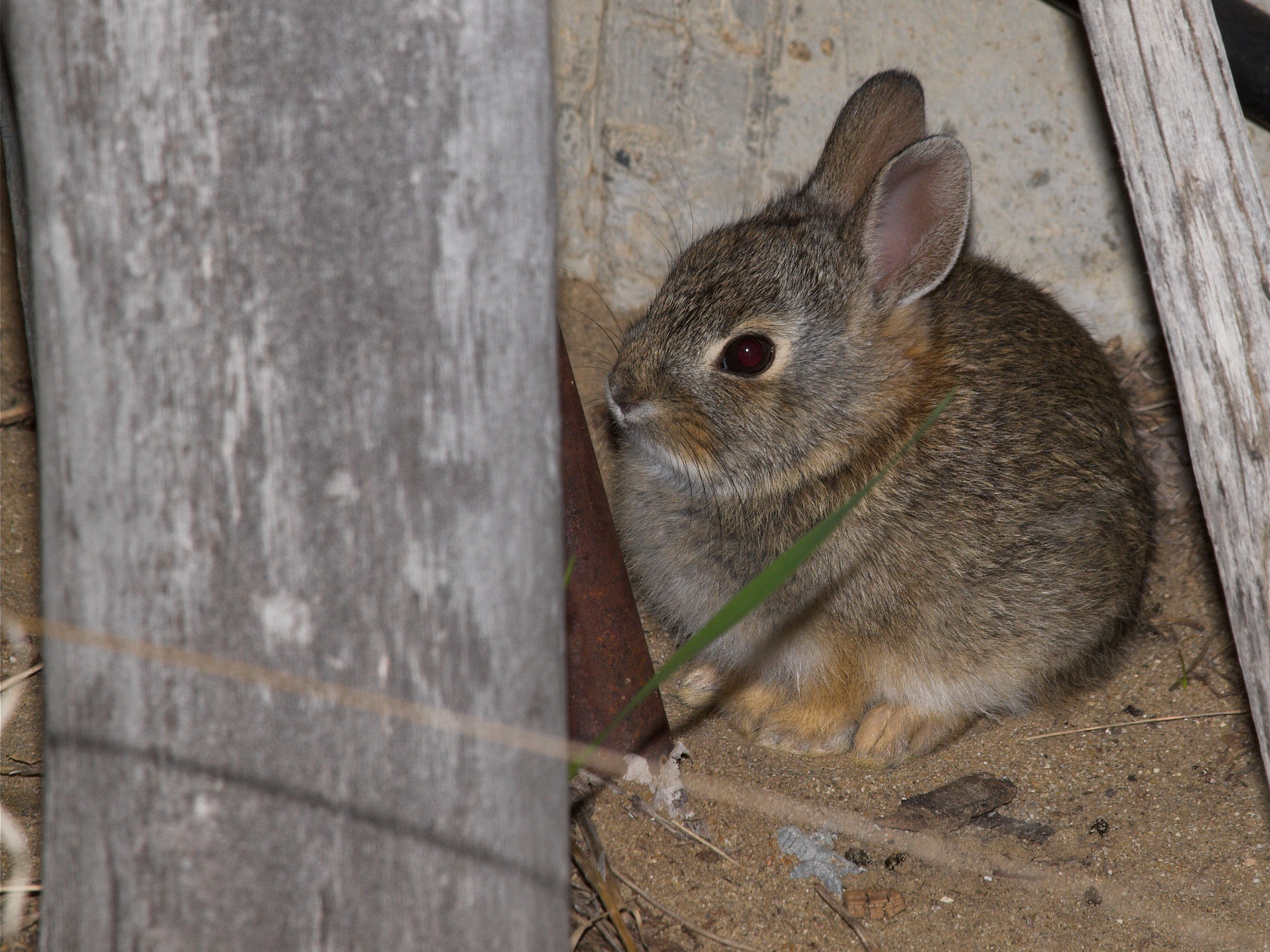 Cottontail_rabbit_X5076524_05-07-2022-001.jpg