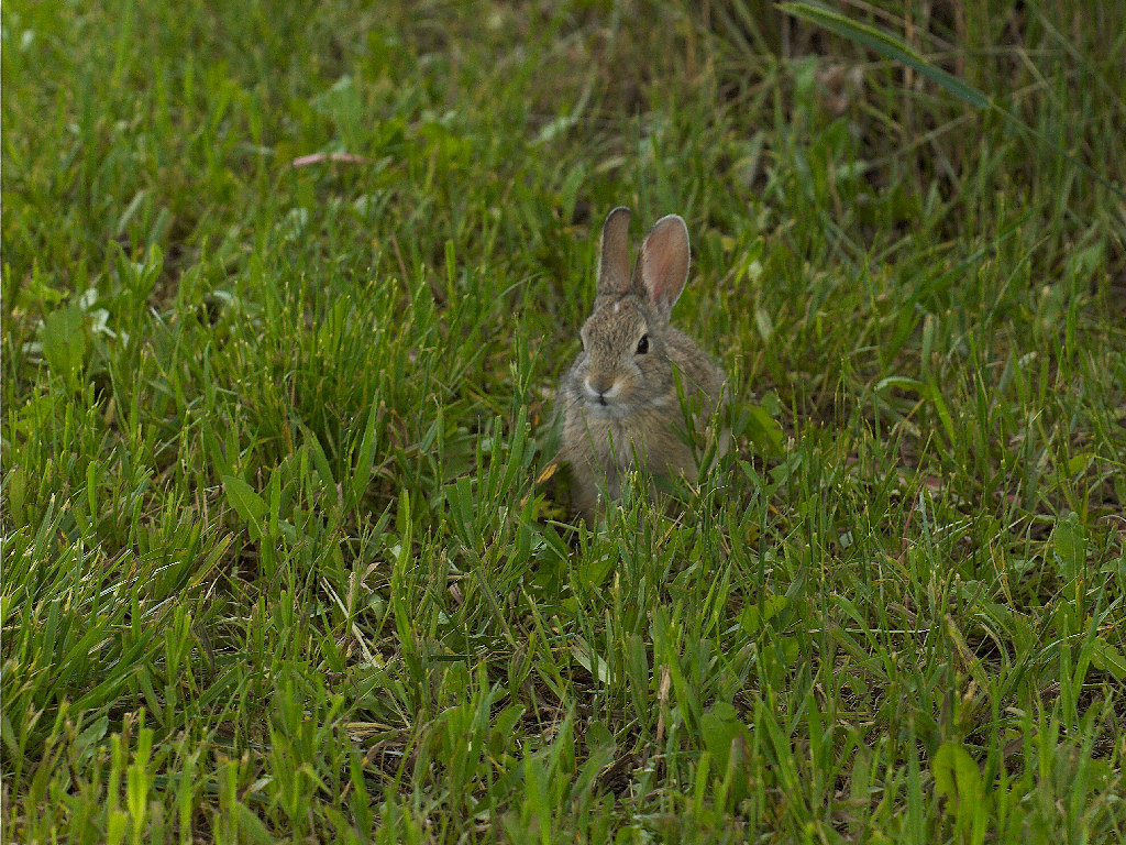 Cottontail_U6164195_06-16-2019-001