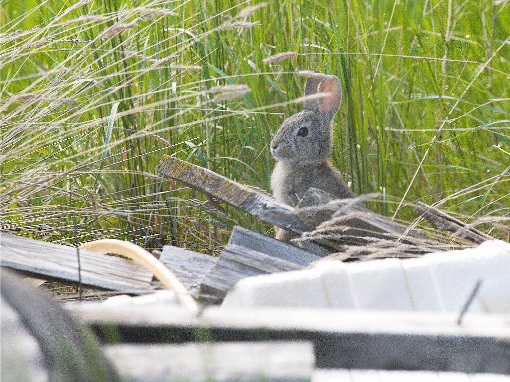 Cottontail_X6158645_06-15-2019-001