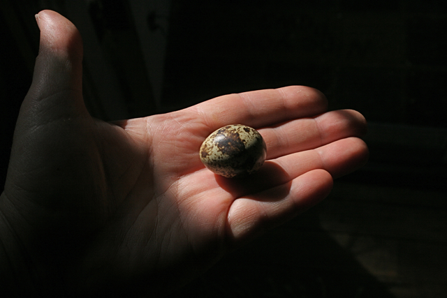Coturnix egg
