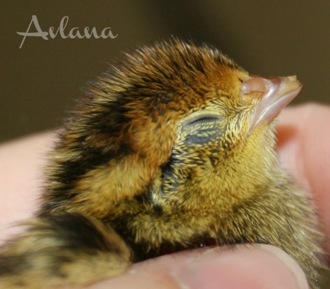 Coturnix Quail Chick