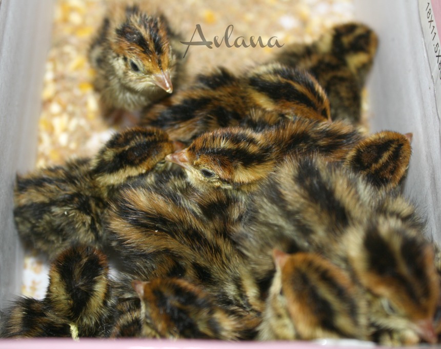 Coturnix Quail Chicks