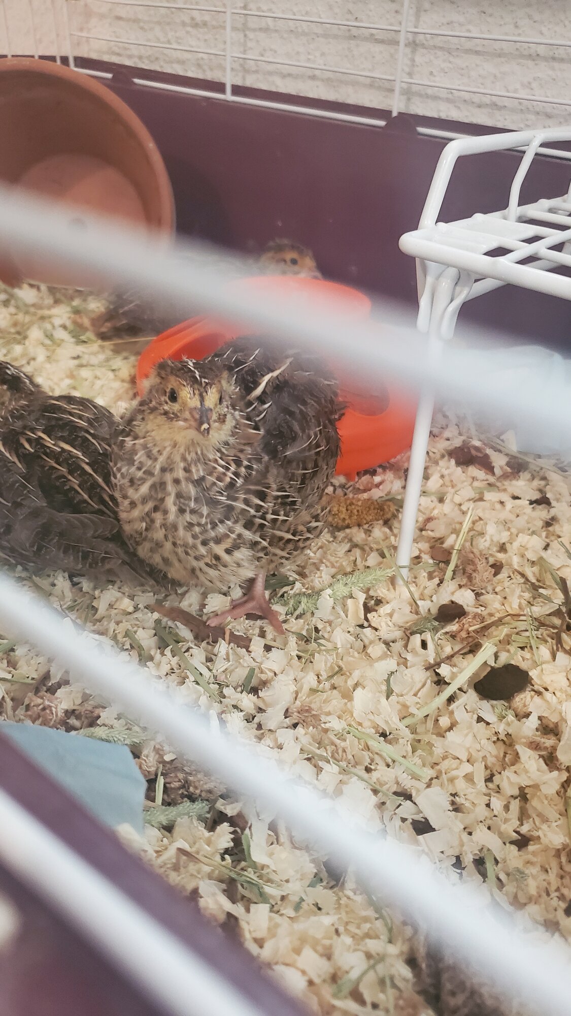 Coturnix quail