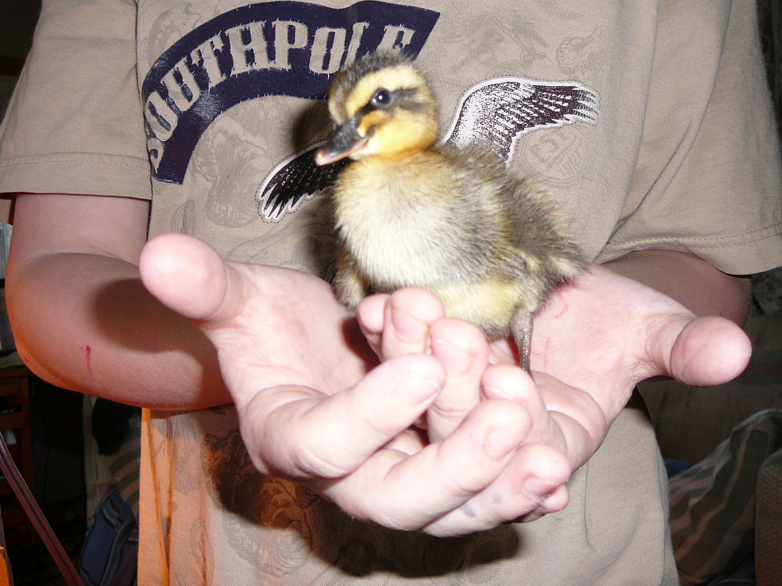 could not keep Daffy but we still visit him.