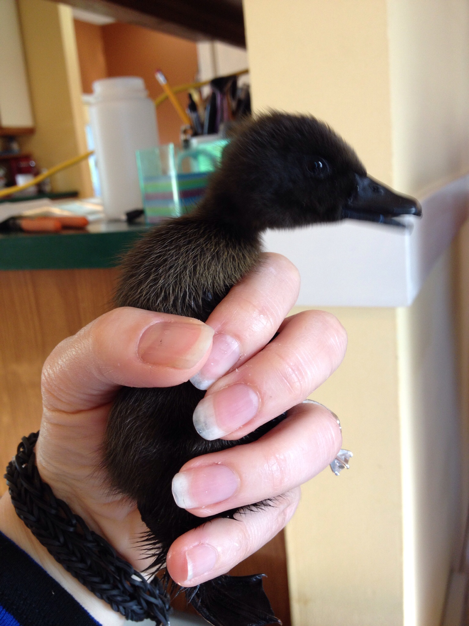Count duckula