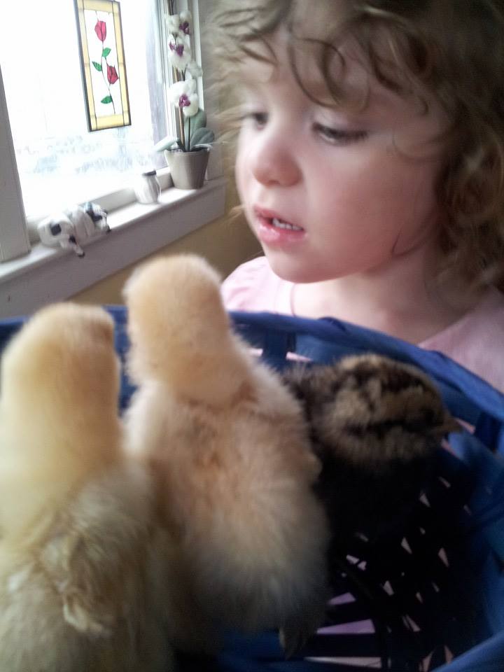 Counting the chicks to make sure they are all there.