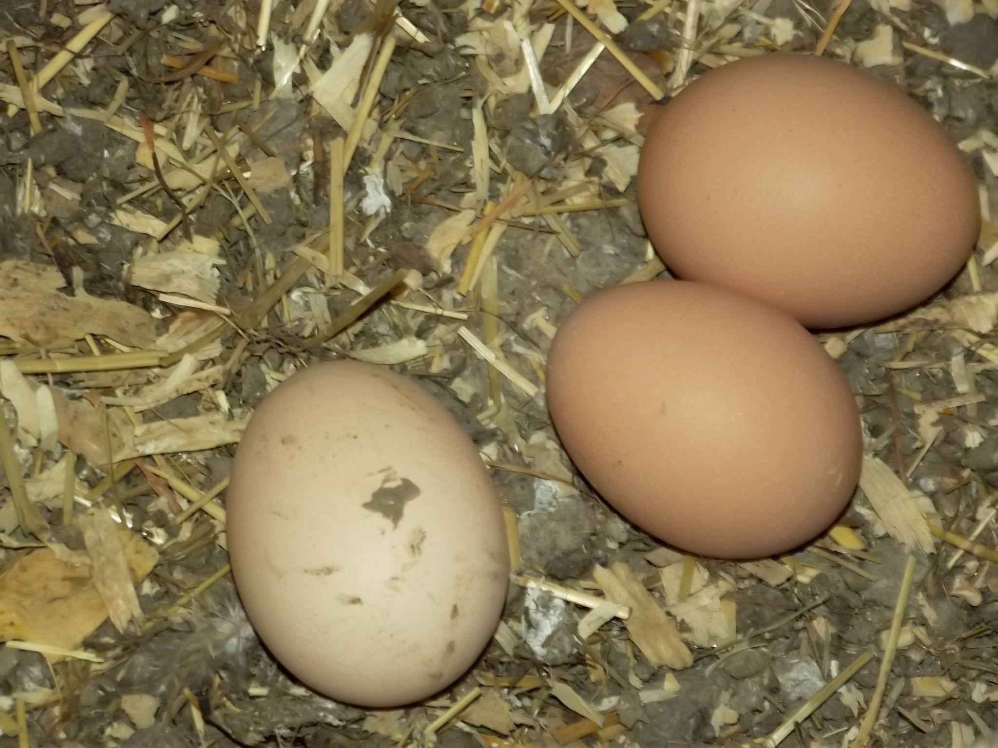 couple eggs in the box