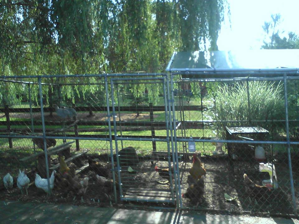 Covered part of it and will cover more this winter so they can get out and have fun