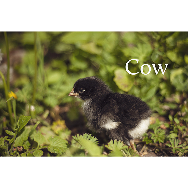 Cow - Barred Rock named by my two-year-old son