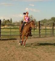 Cowboy, our 2010  AQHA colt