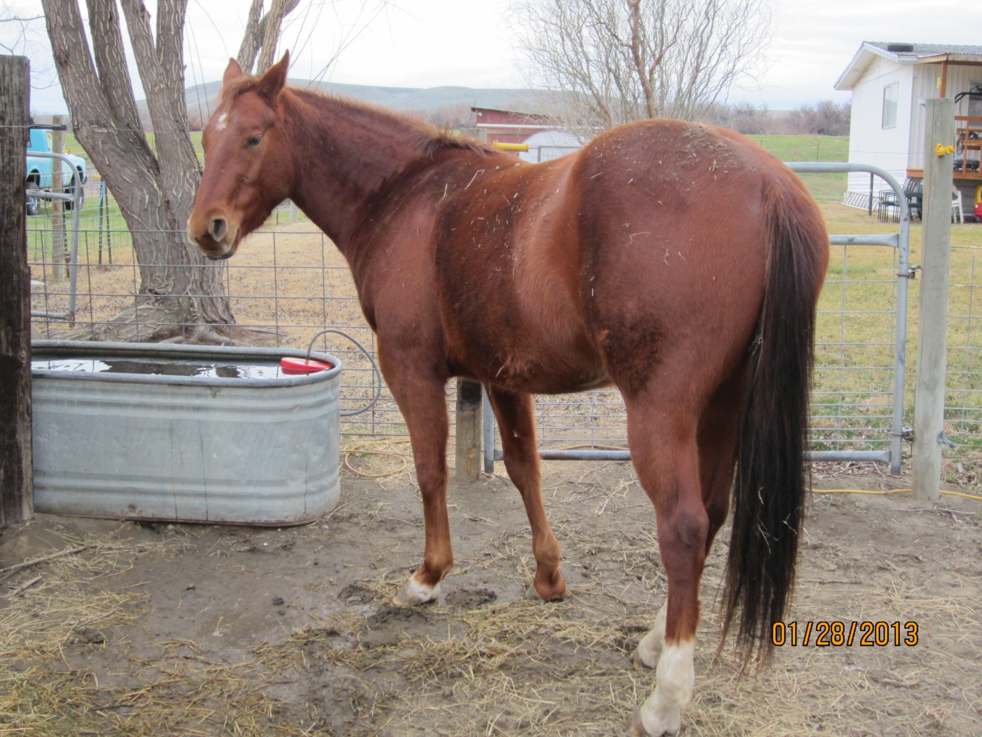 Cowboy was not amused during picture taking. He wanted to be in my pocket and I kept trying to take pictures of him than I decided to interrupt his "water drinking"