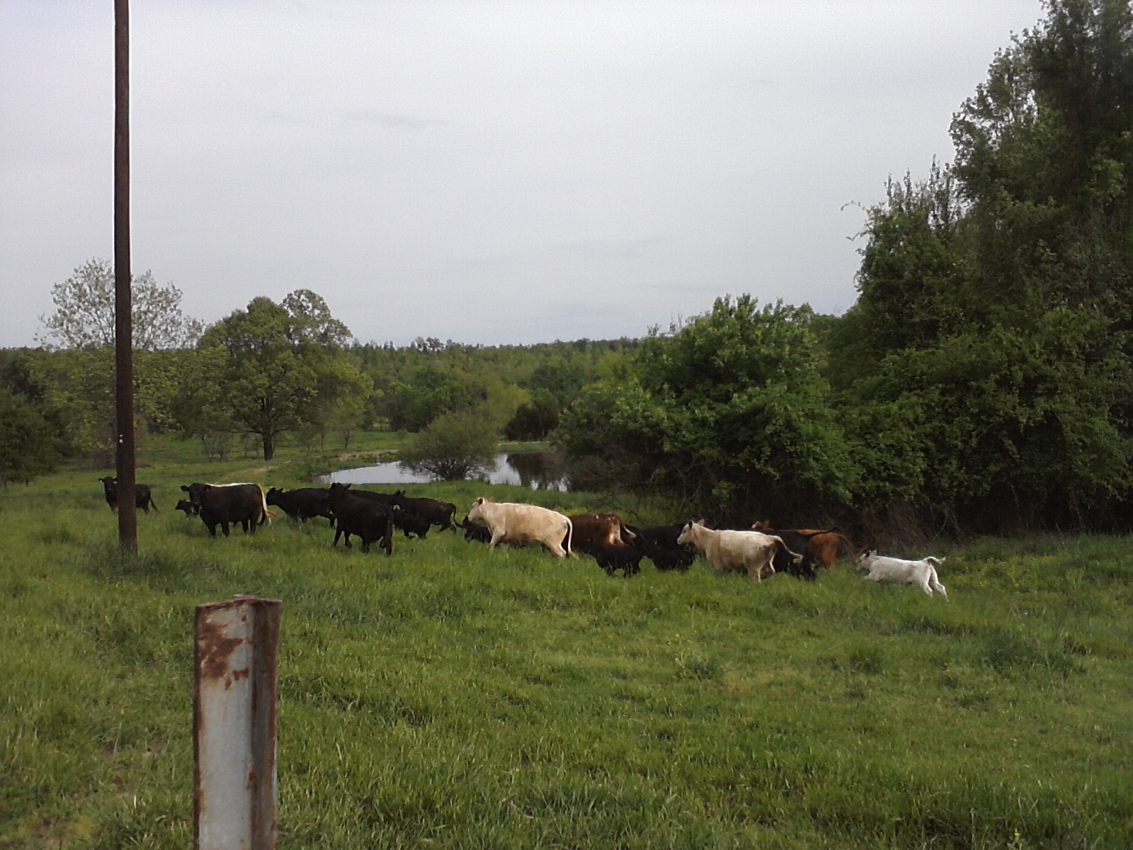 Cows! The neighbors cows.