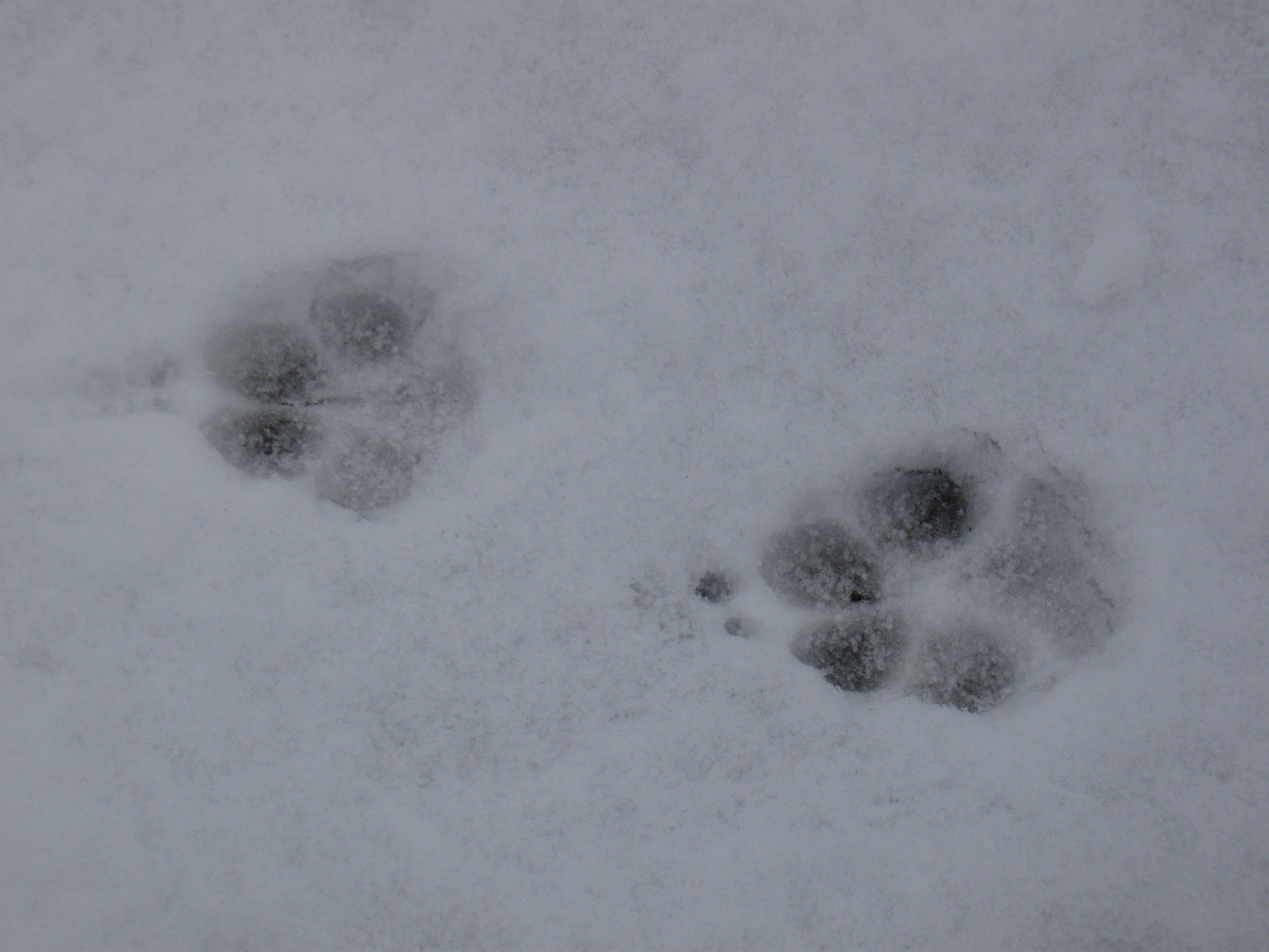 coyote tracks 1