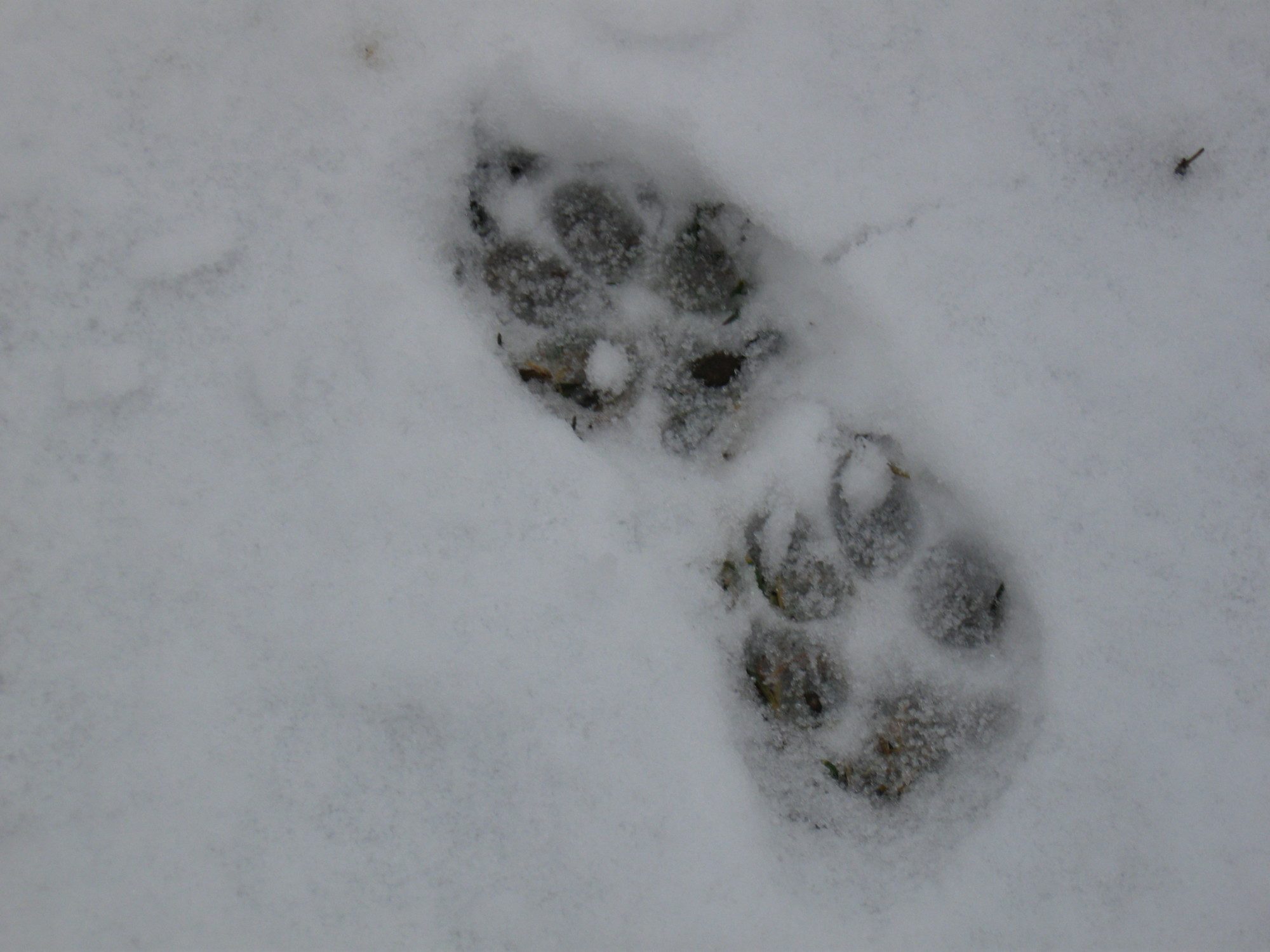 coyote tracks 2