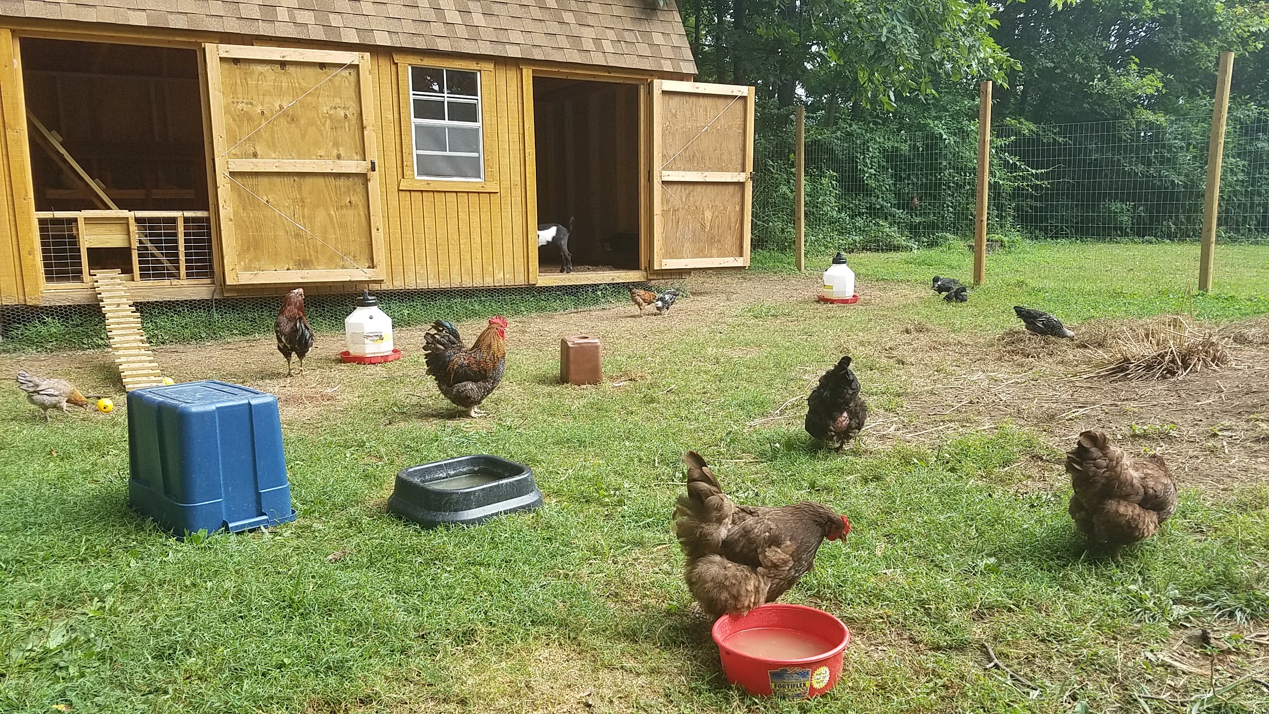 CR Farm barn and farm yard with some of our flock. August 2016