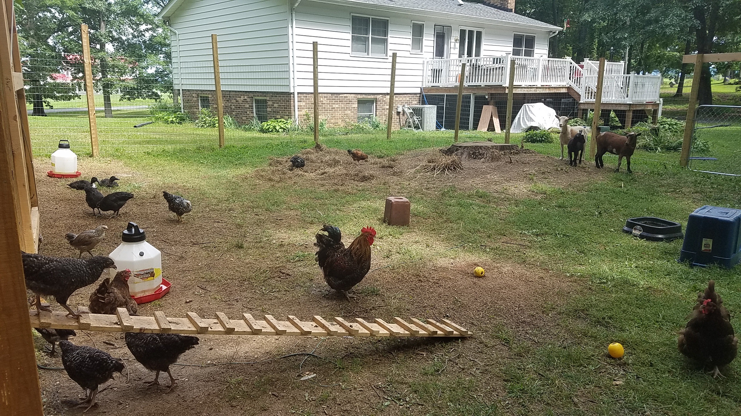 CR Farm yard August 2016