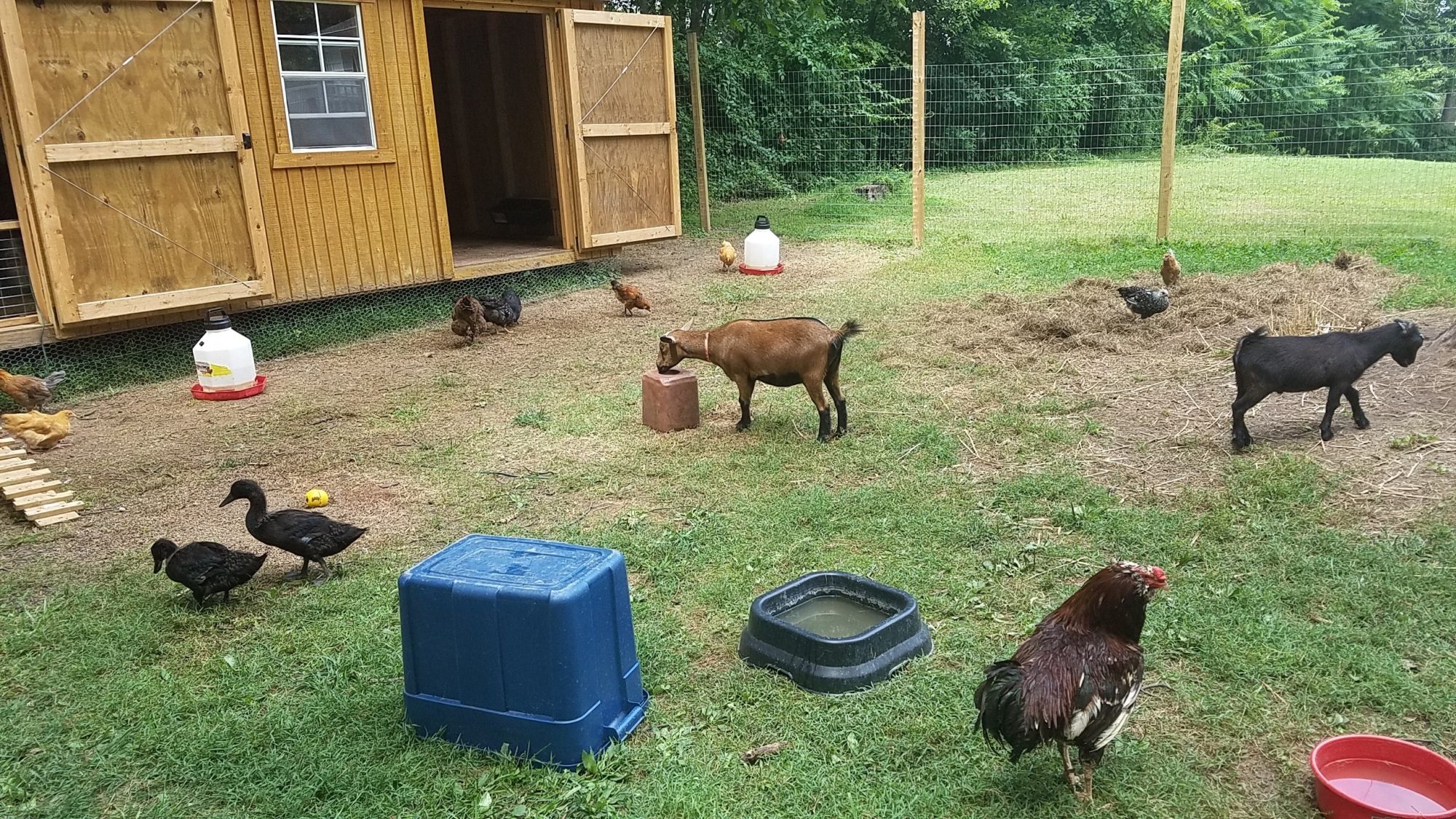 CR Farm yard August 2016