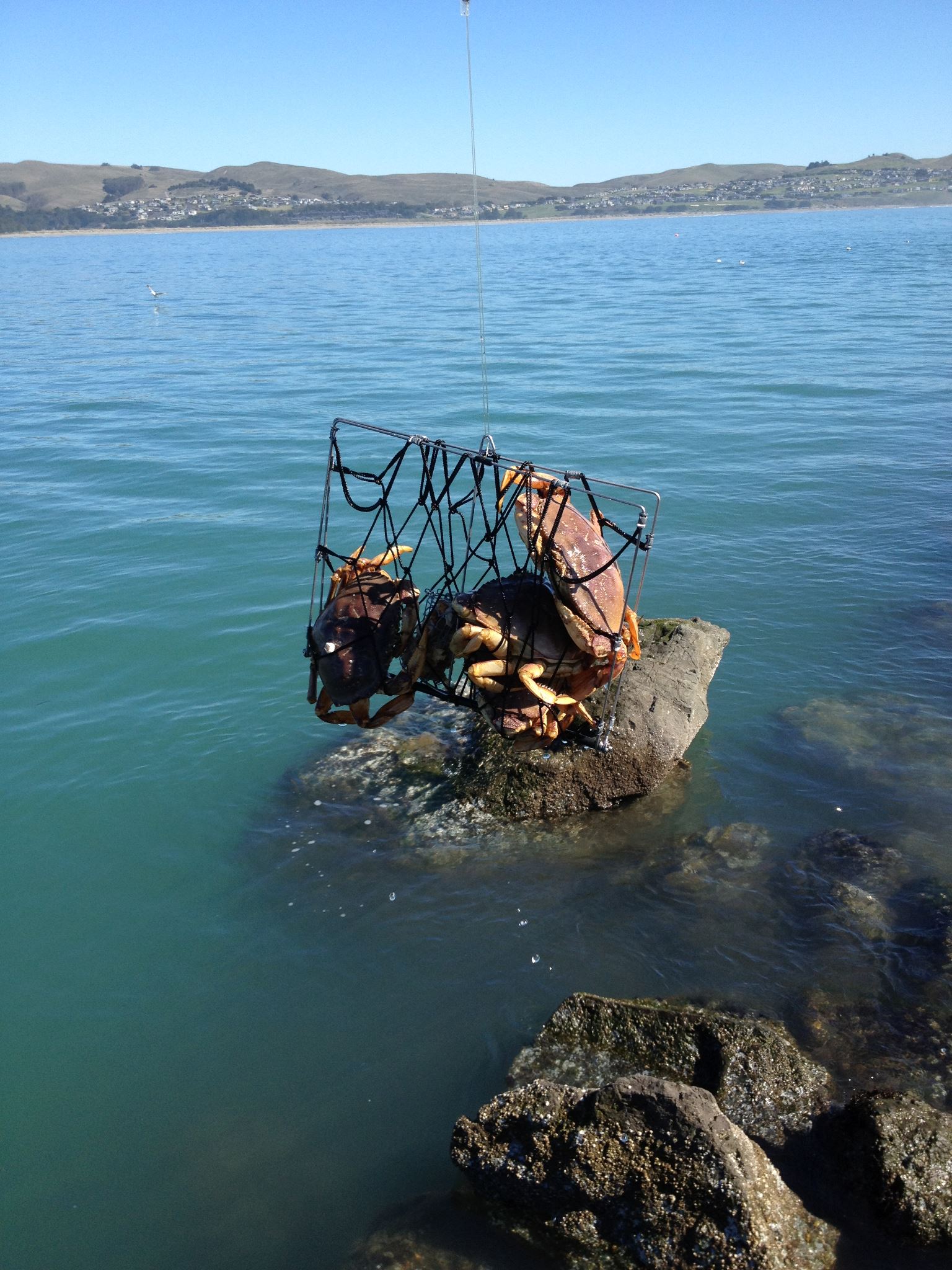 Crab fishing in Bodega