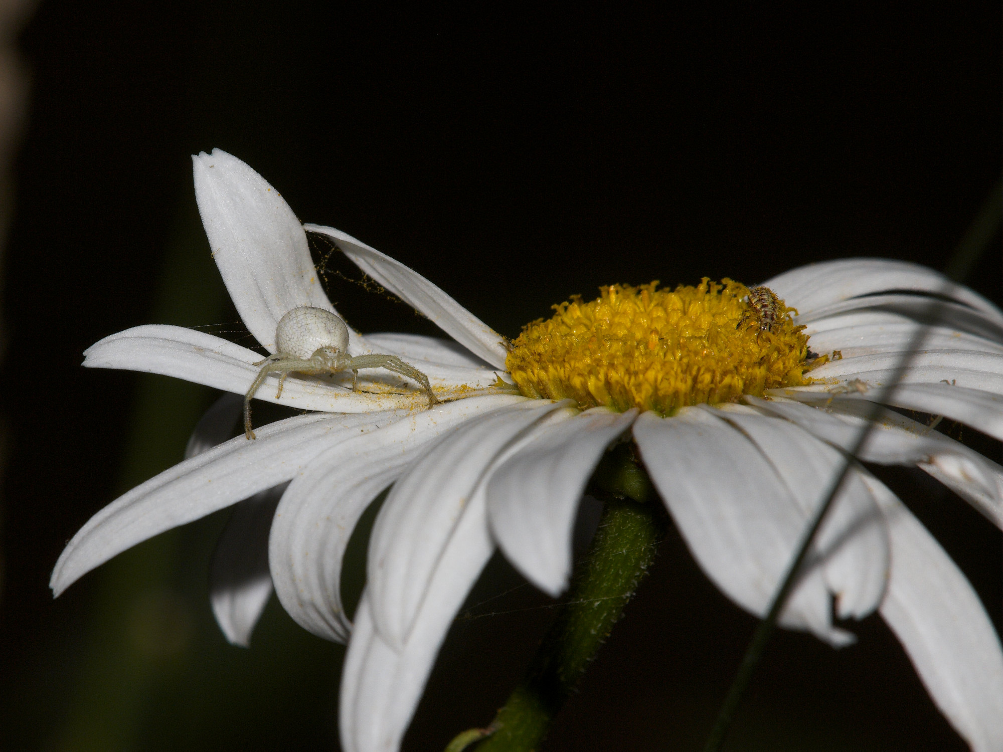 Crab_spider_X7241907_07-24-2020-001.jpg