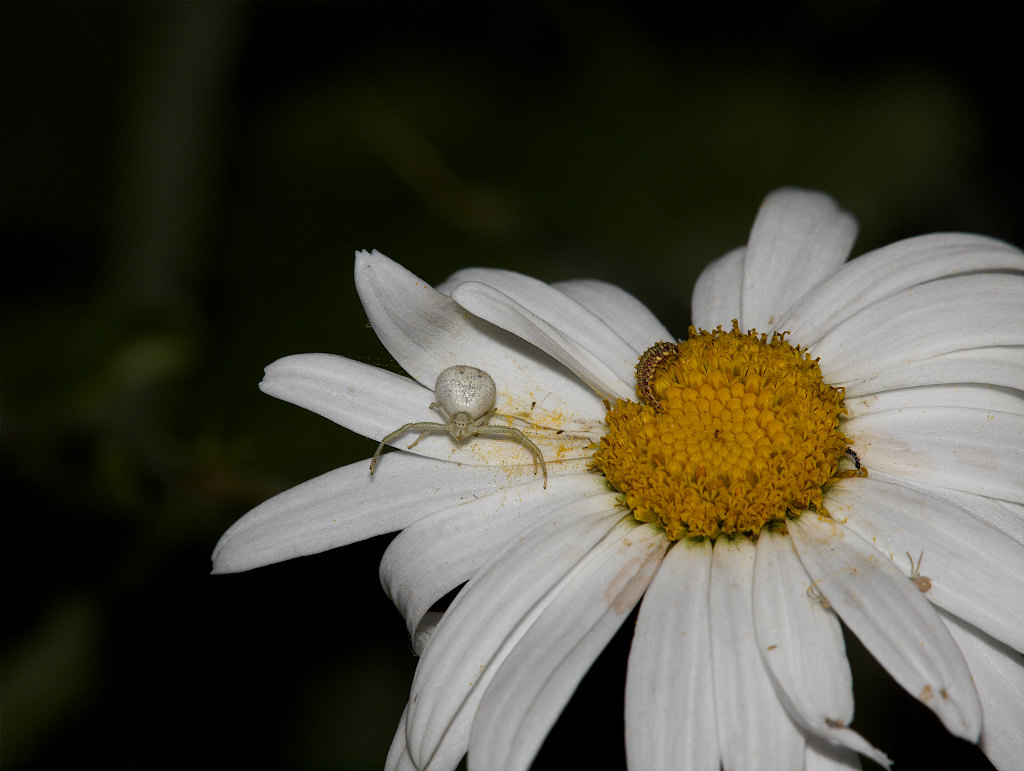 Crab_spider_X7241909_07-24-2020-001.jpg