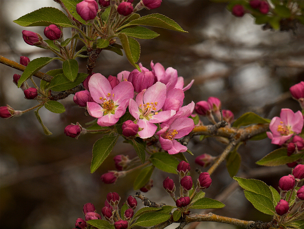 Crabapple blossoms