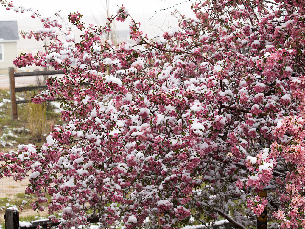 Crabapple tree