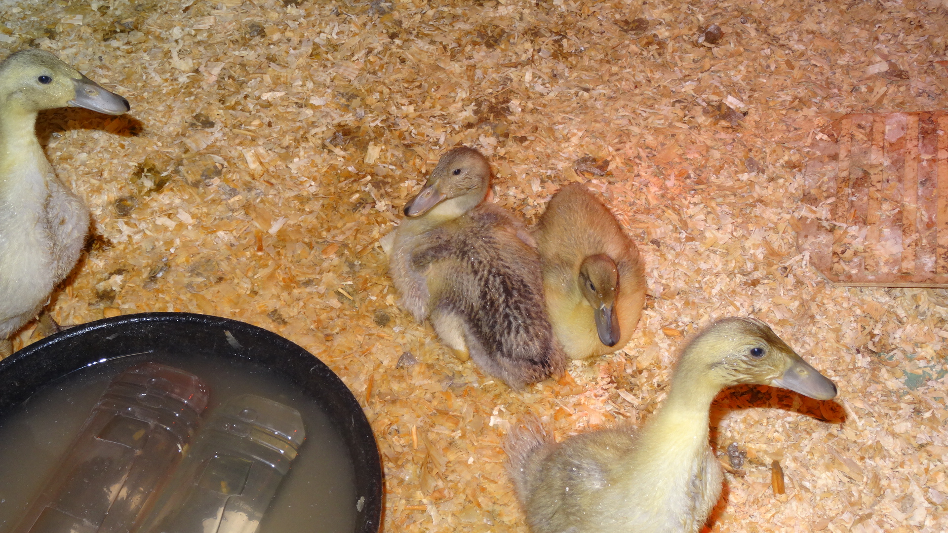 Crackers (left) and Sweetums