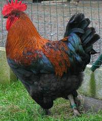 CraigsList Black Copper Cockerel