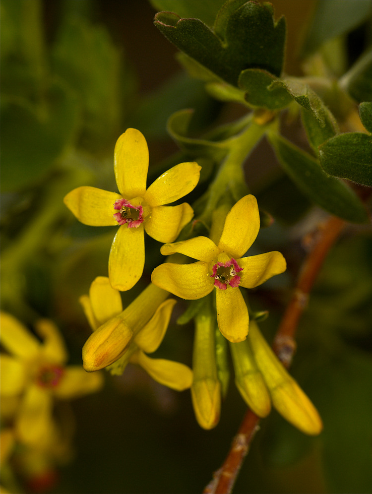 Crandall Clove currant blossoms