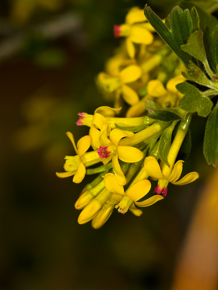 Crandall Clove currant blossoms