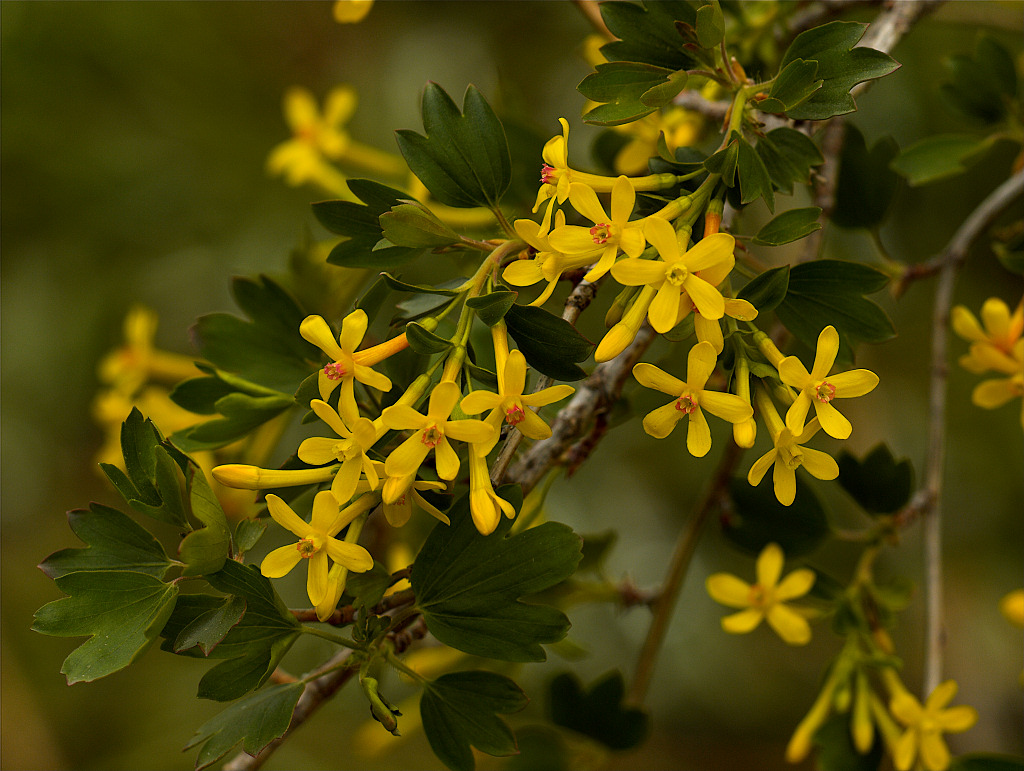 Crandall Clove currant blossoms