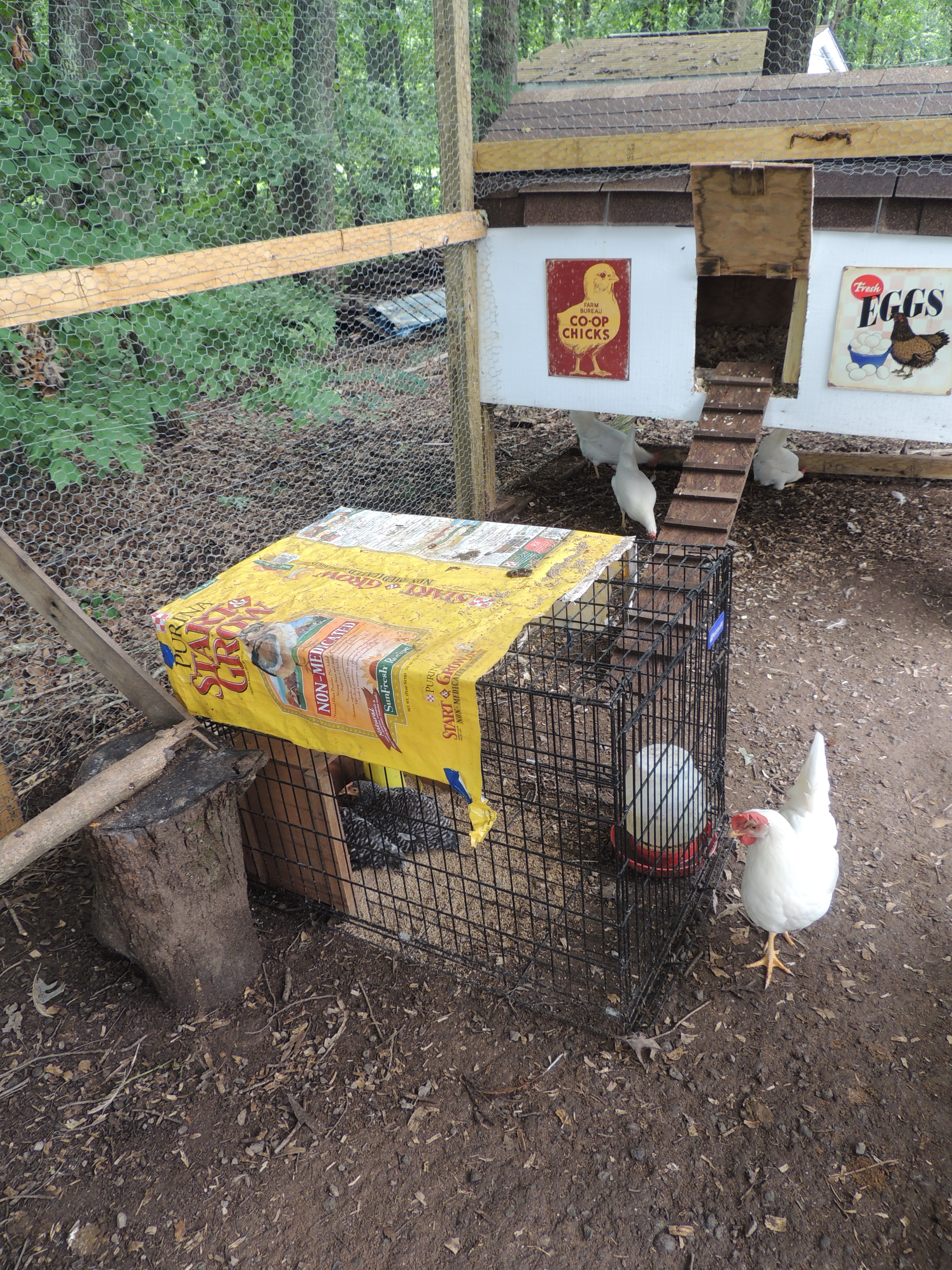 crate for adding new members to the flock.