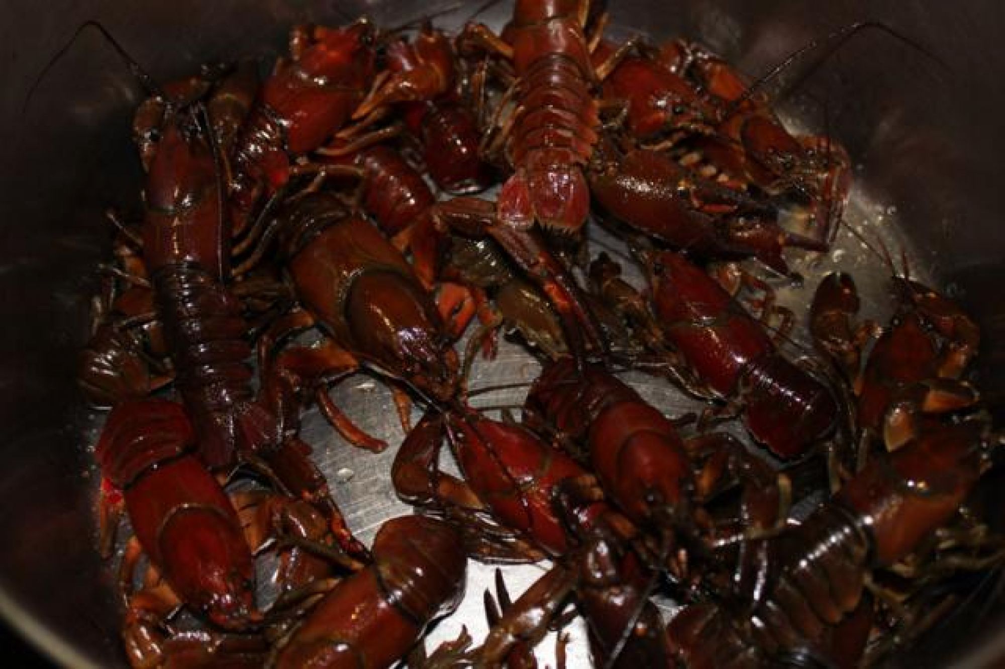 crawfish