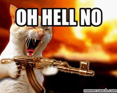Crazy cat