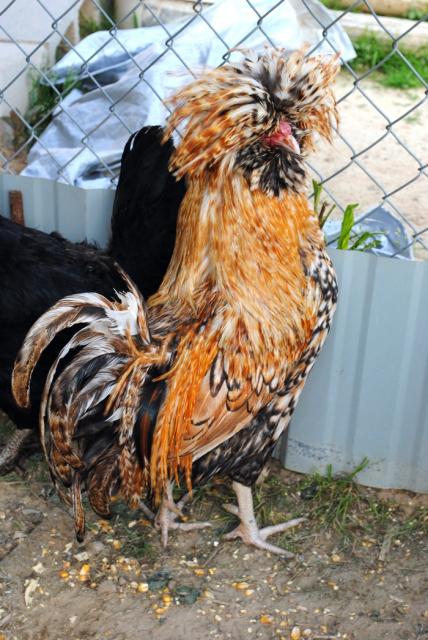 Crazy colored Phoenix rooster (sold)  Wish I still had him.  Can't show him. but he is gorgeous!