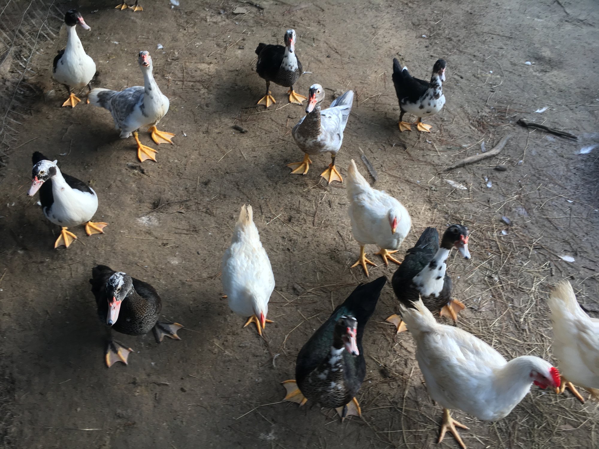 Crazy ducks and broilers