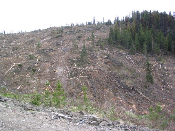 crazy logging block I planted trees on...