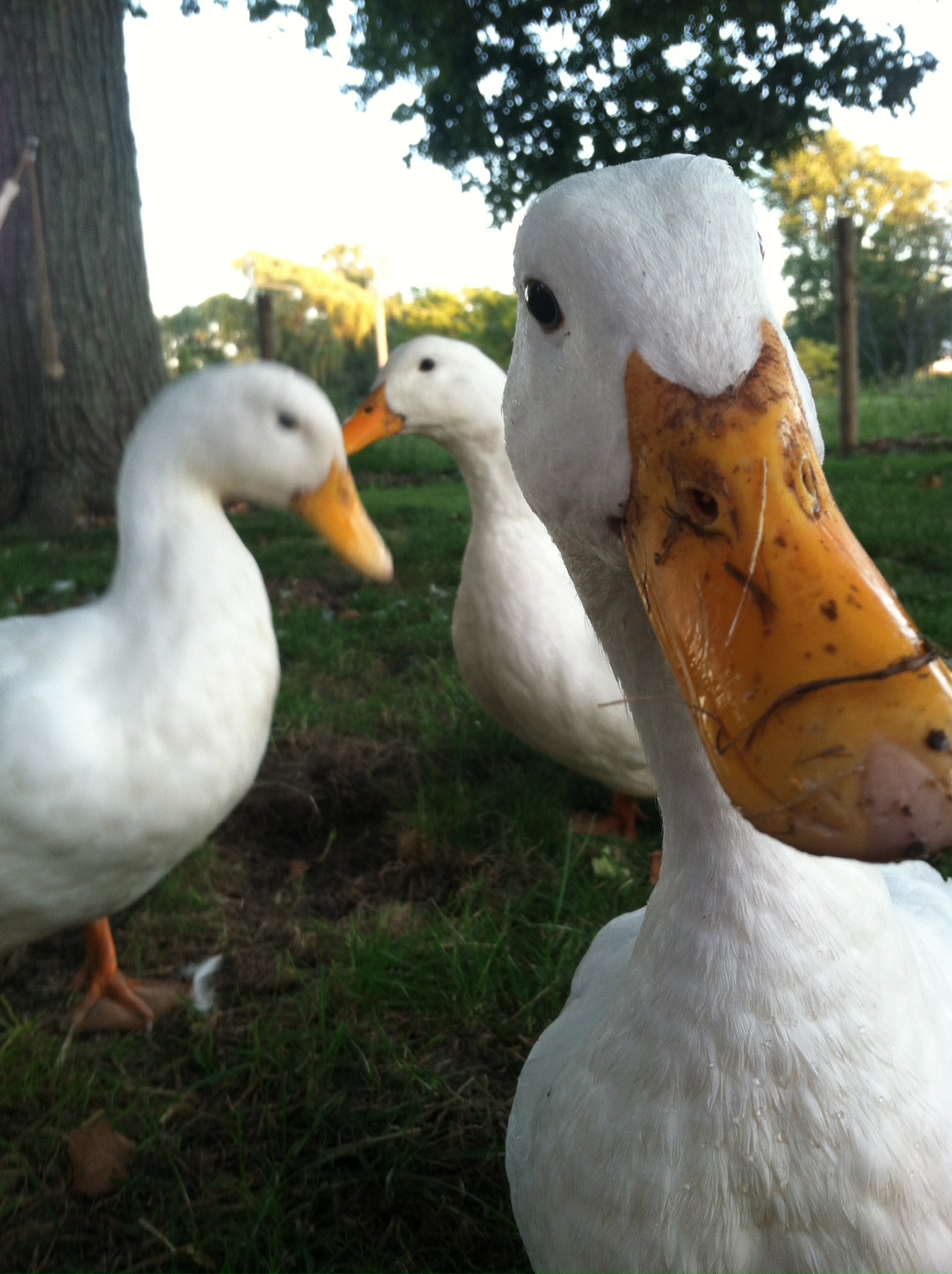 Crazy Pekin Duckies
