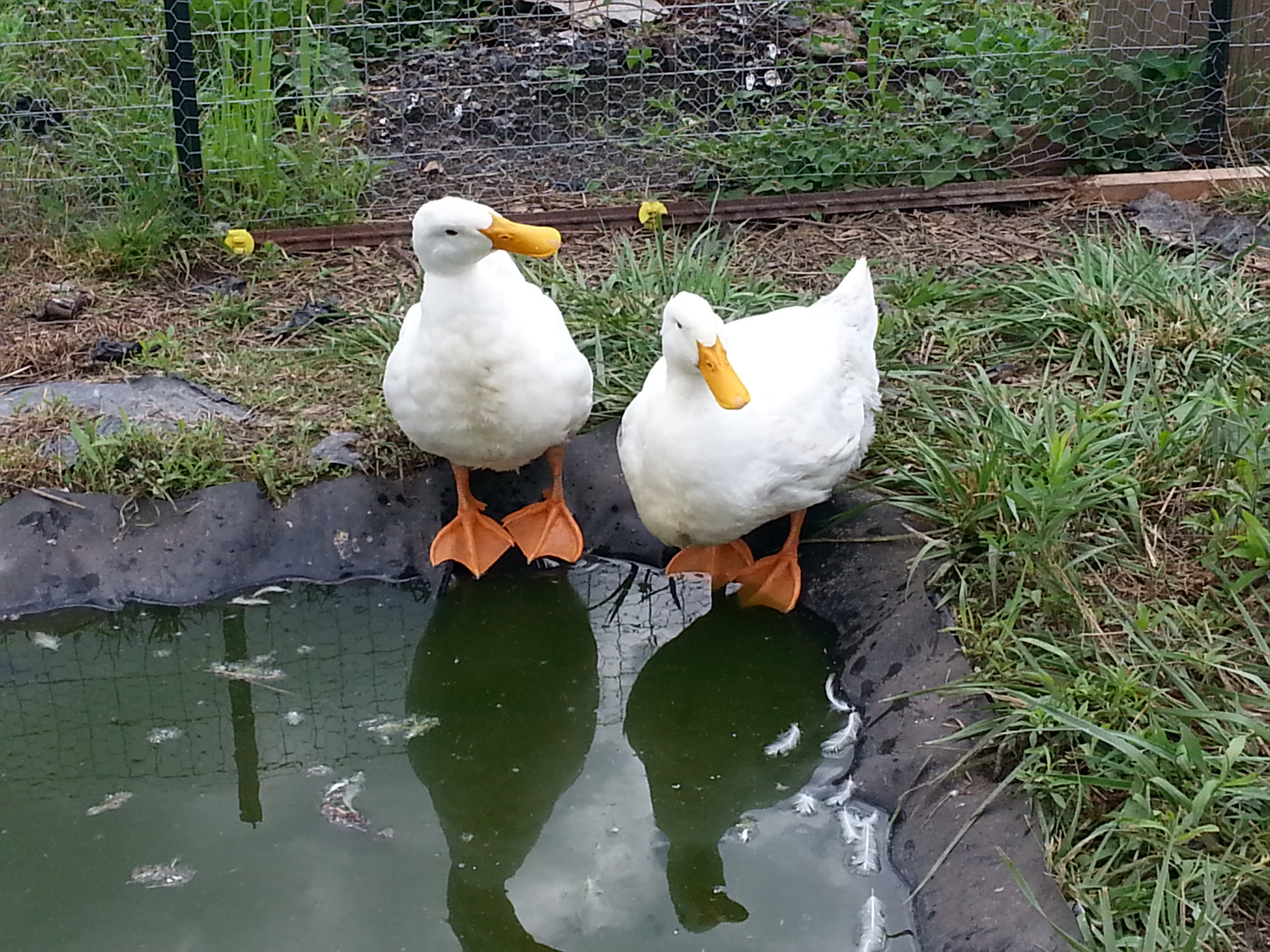 crazy quackers