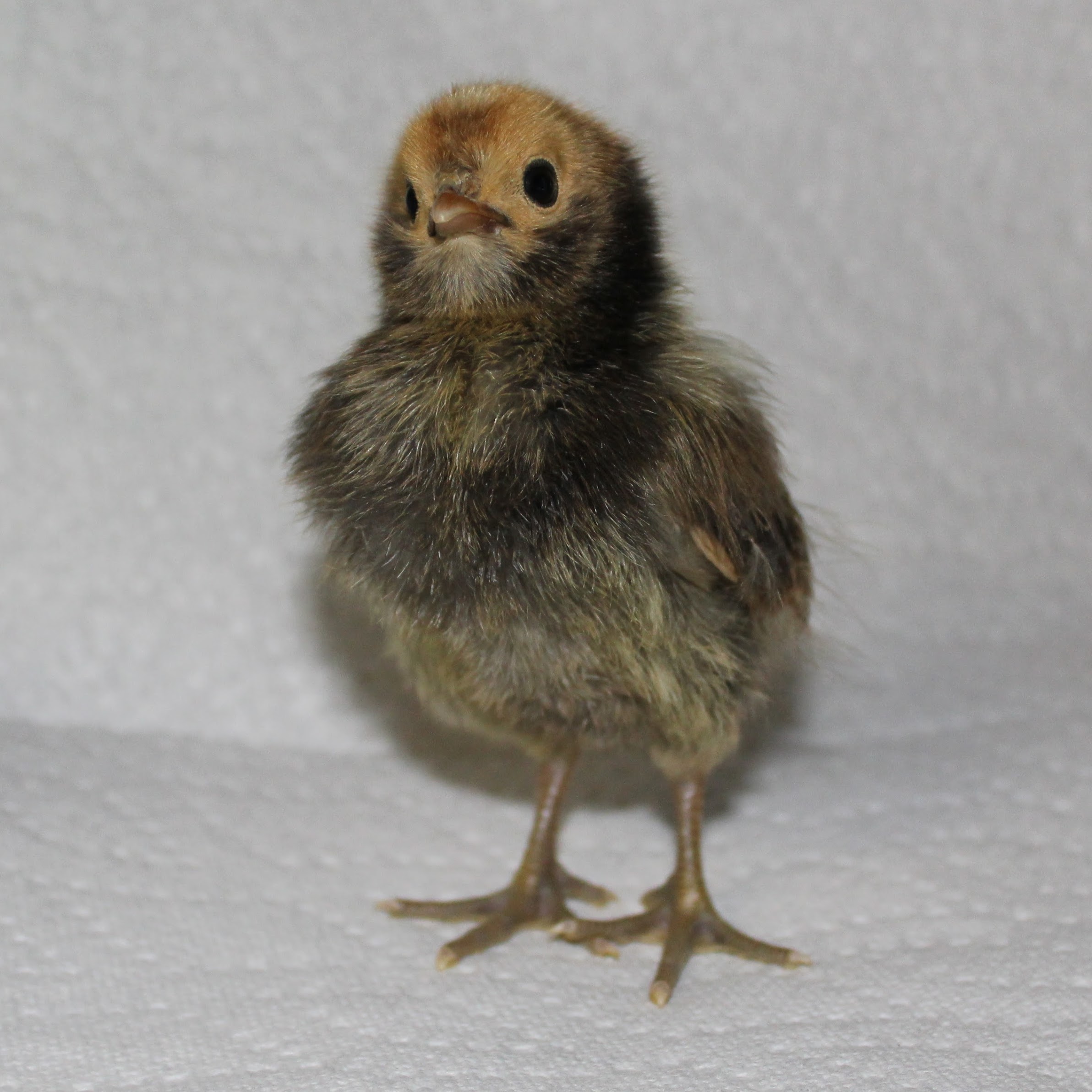 Cream Brabanter Chick